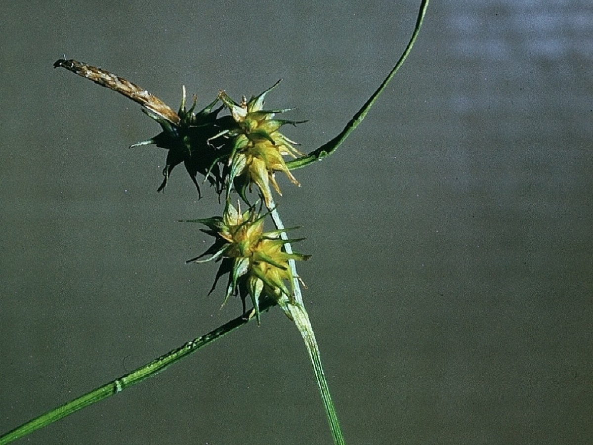 Carex lepidocarpa (Cyperaceae)